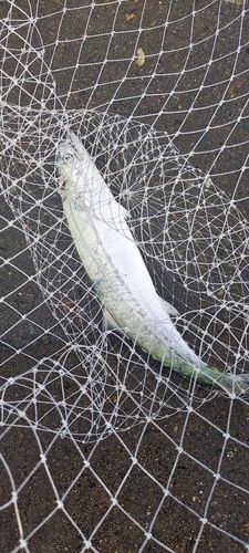 サゴシの釣果