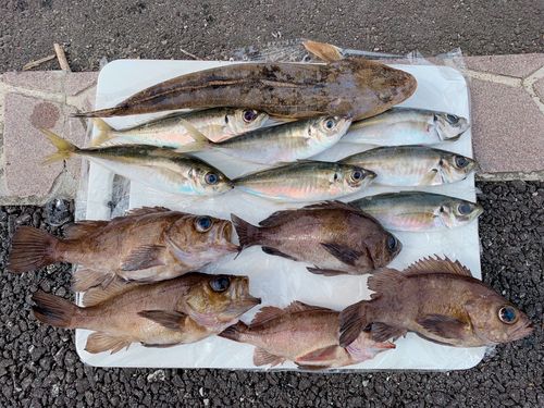 アジの釣果