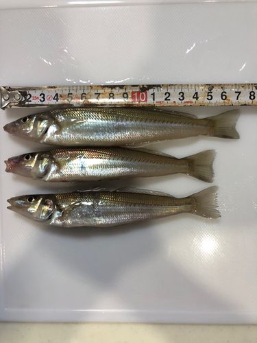 キスの釣果