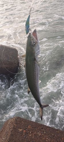 サゴシの釣果
