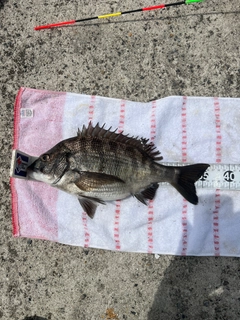 クロダイの釣果