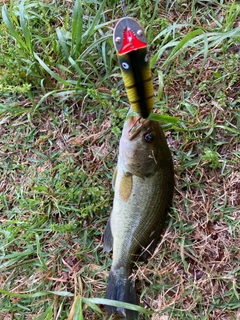 ラージマウスバスの釣果