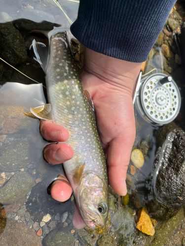 イワナの釣果