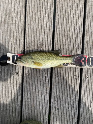 ライギョの釣果