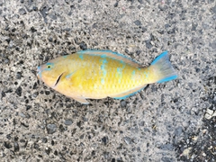 ヒブダイの釣果
