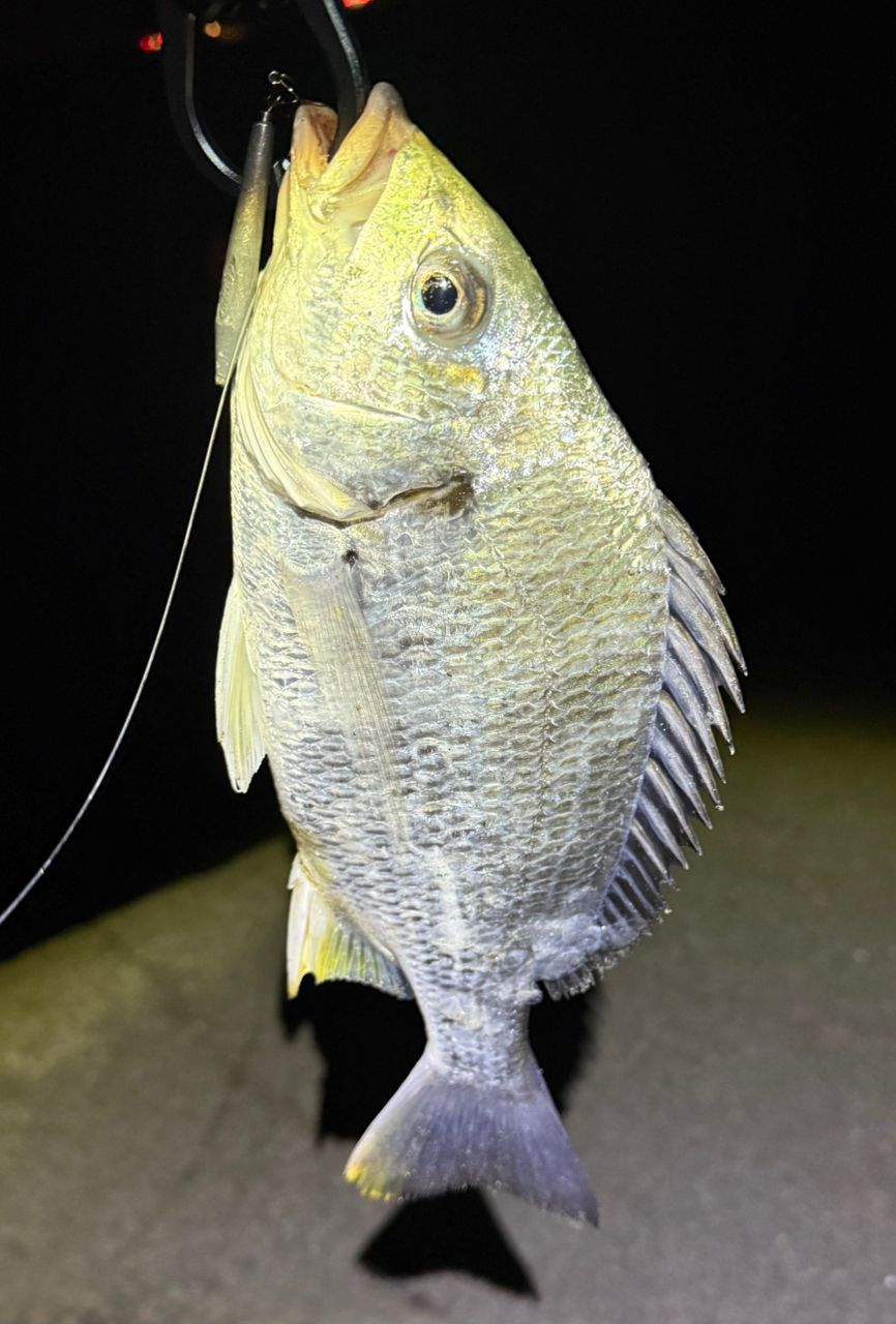 Amazon | ヤマガブランクス(YAMAGA Blanks) ロッド アーリー