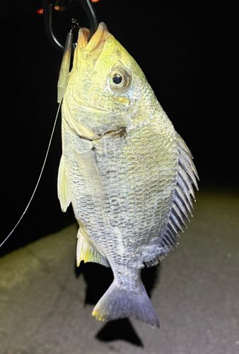 キビレの釣果