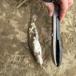 アメリカナマズ