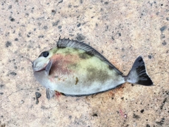 ヒメテングハギの釣果