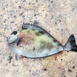 ヒメテングハギ