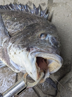 クロダイの釣果