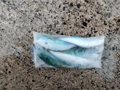 グルクンの釣果