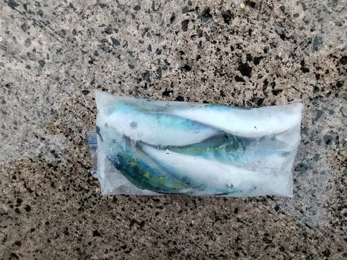 グルクンの釣果