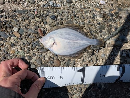 イシガレイの釣果