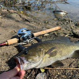 スモールマウスバス