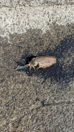 コウイカの釣果