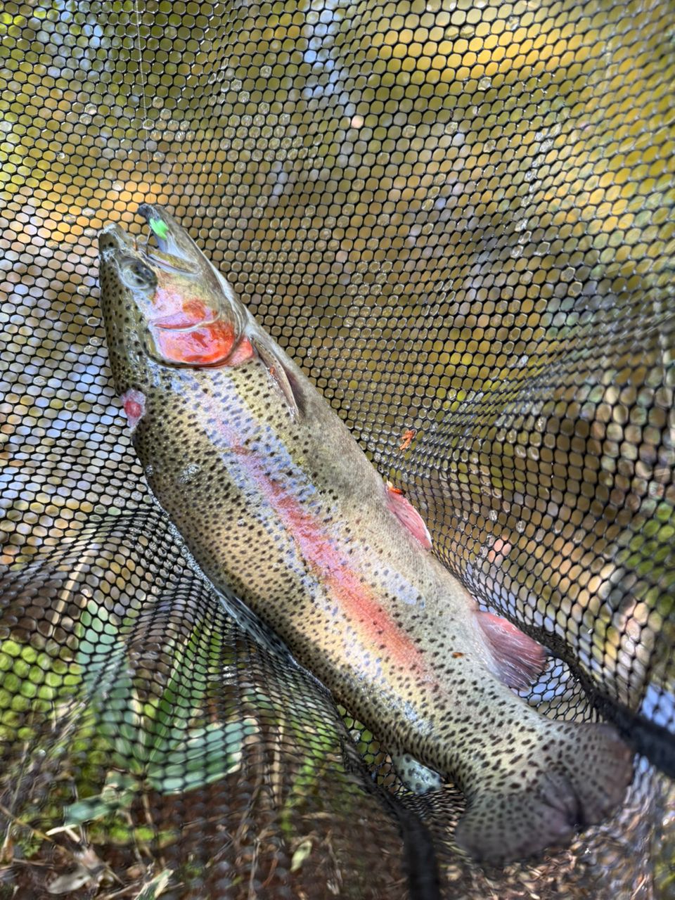 レインボートラウト