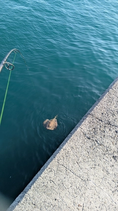 エイの釣果