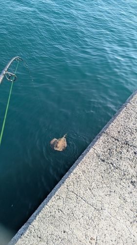 エイの釣果