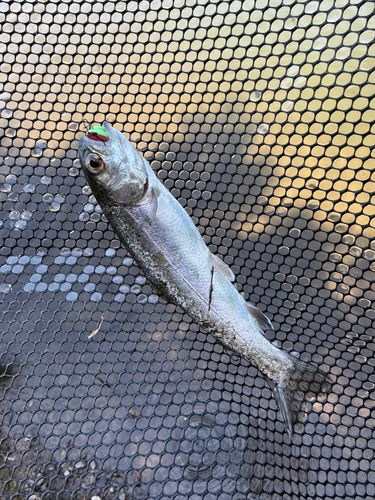 レインボートラウトの釣果