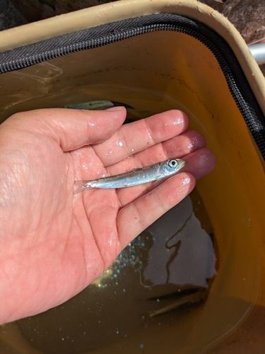 キビナゴの釣果