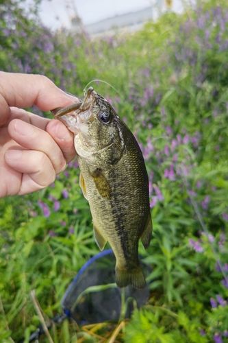 ラージマウスバスの釣果