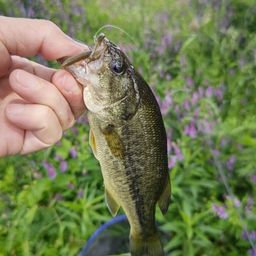 ラージマウスバス