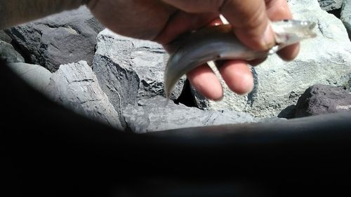 シロギスの釣果