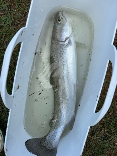 レインボートラウトの釣果