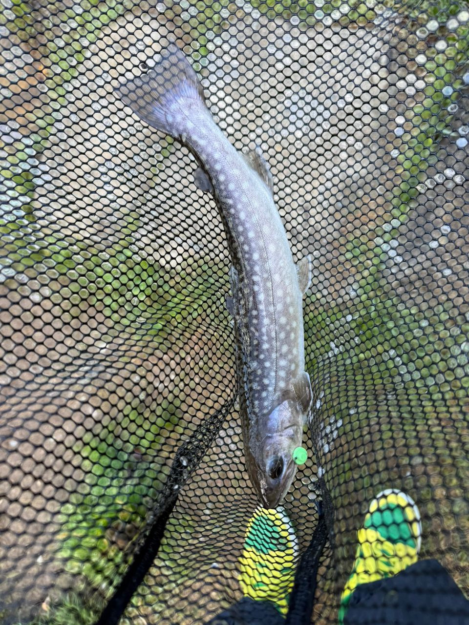 レインボートラウト