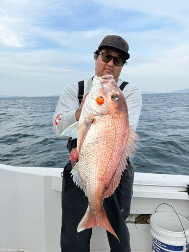 マダイの釣果