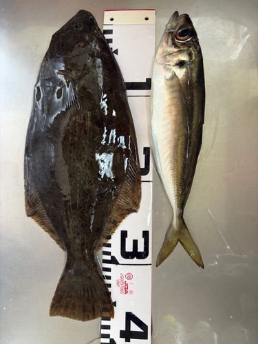 ソゲの釣果