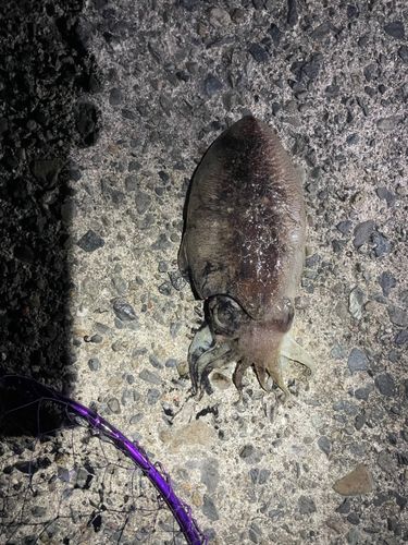 コウイカの釣果
