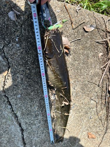 ナマズの釣果