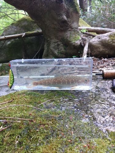 イワナの釣果
