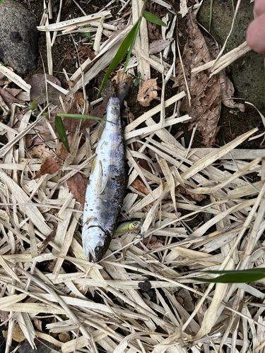 ヤマメの釣果