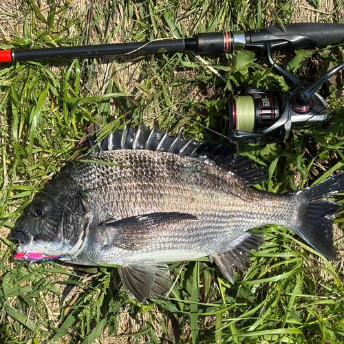 クロダイの釣果