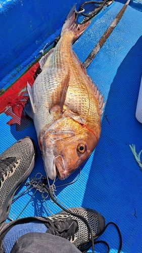 マダイの釣果