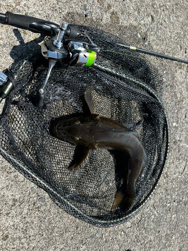 アブラコの釣果