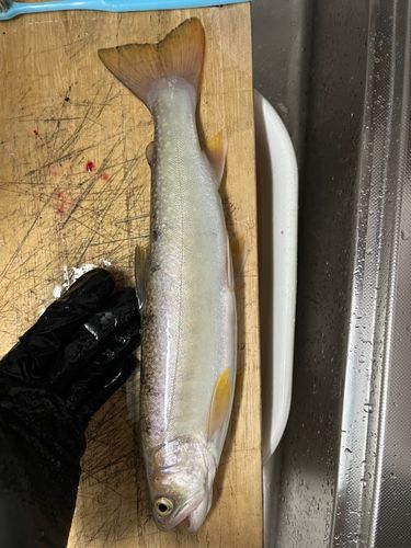 ヤマメの釣果