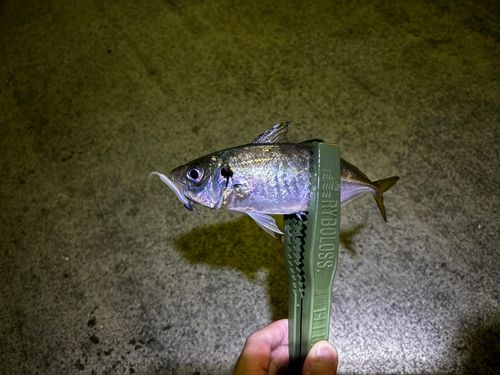 マアジの釣果