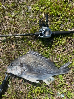 キビレの釣果