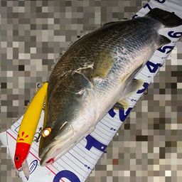 アカメ