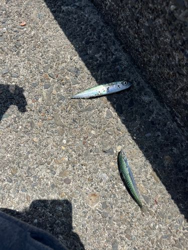 サバの釣果