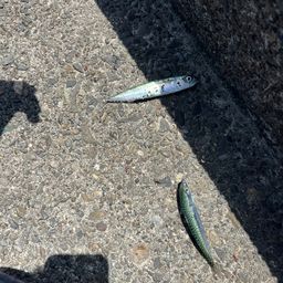 サバ