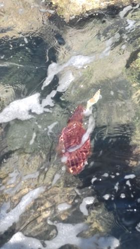 モンゴウイカの釣果