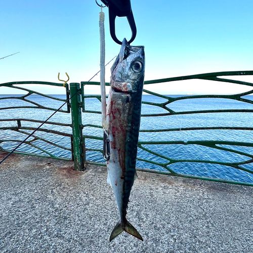 サバの釣果