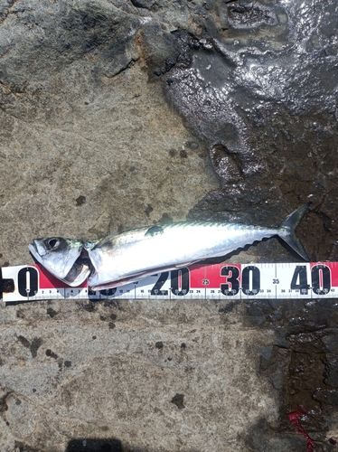 サバの釣果