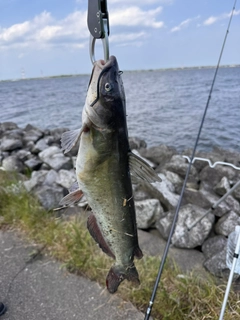 アメリカナマズの釣果