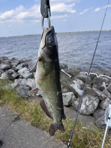 アメリカナマズの釣果
